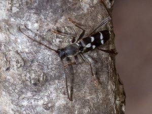 ヒメクロトラカミキリ / Rhaphuma diminuta diminuta (Bates,1874)