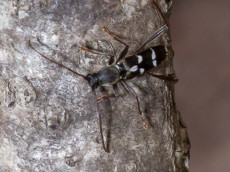 ヒメクロトラカミキリ / Rhaphuma diminuta diminuta (Bates,1874)