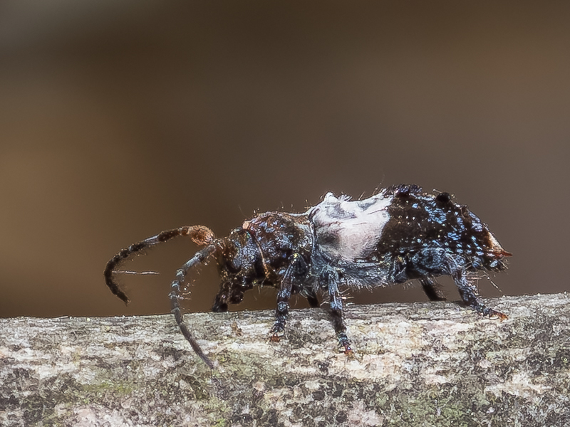 ネジロカミキリ / Pogonocherus (Eupogonocherus) seminiveus Bates, 1873