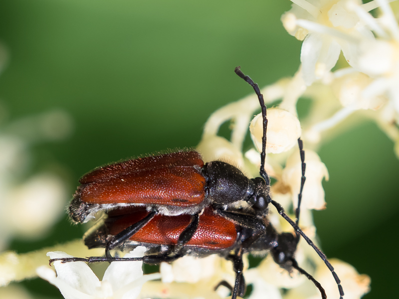 ヒメアカハナカミキリ / Brachyleptura pyrrha(Bates, 1884)