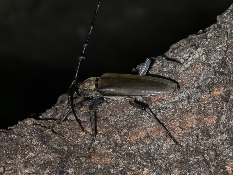 ミヤマカミキリ　/　Neocerambyx raddei Blessig,1872