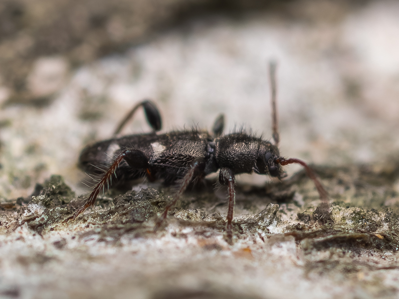 ヨツボシチビヒラタカミキリ / Poecillium quadrimaculatum (Gressitt, 1935)