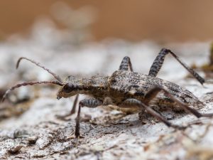 ホンドニセハイイロハナカミキリ / Rhagium （Rhagium）femorale N.Ohbayashi 1994