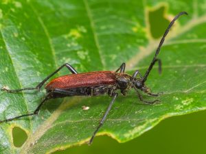 ベニバハナカミキリ / Paranaspia anaspidoides (Bates,1873)