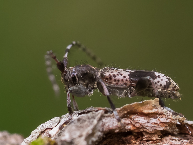 ヒトオビアラゲカミキリ / Rhopaloscelis unifasciatus Blessig,1873