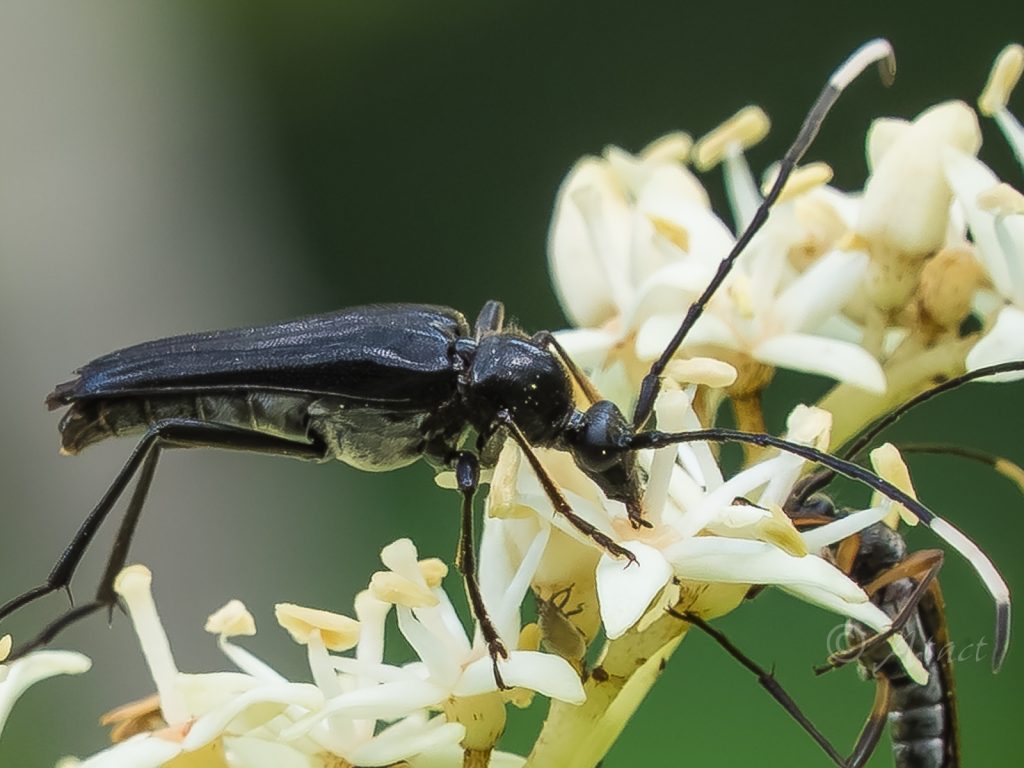 ヒゲジロハナカミキリ　/ Japanostrangalia dentatipennis (Pic, 1901)