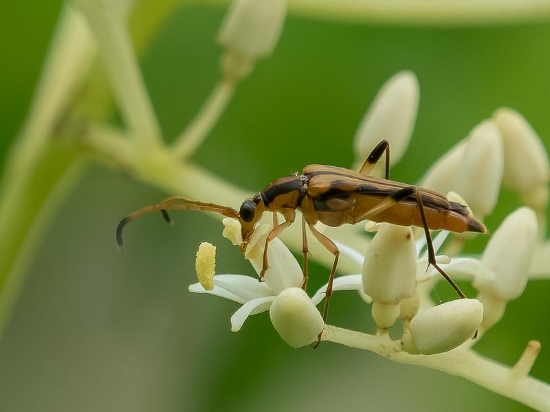 ミヤマホソハナカミキリ / Idiostrangalia contracta (Bates, 1884)