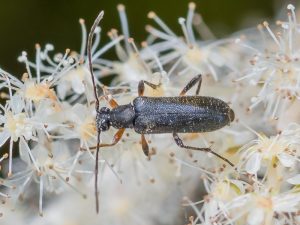 ホクチチビハナカミキリ / Alosterna tabacicolor hiraayamai Fujita, subsp.nov