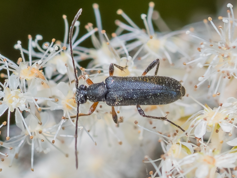 ホクチチビハナカミキリ / Alosterna tabacicolor hiraayamai Fujita, subsp.nov