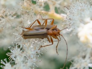 ブービエヒメハナカミキリ / Pidnia (pidonia) bouvieri Pic,1901