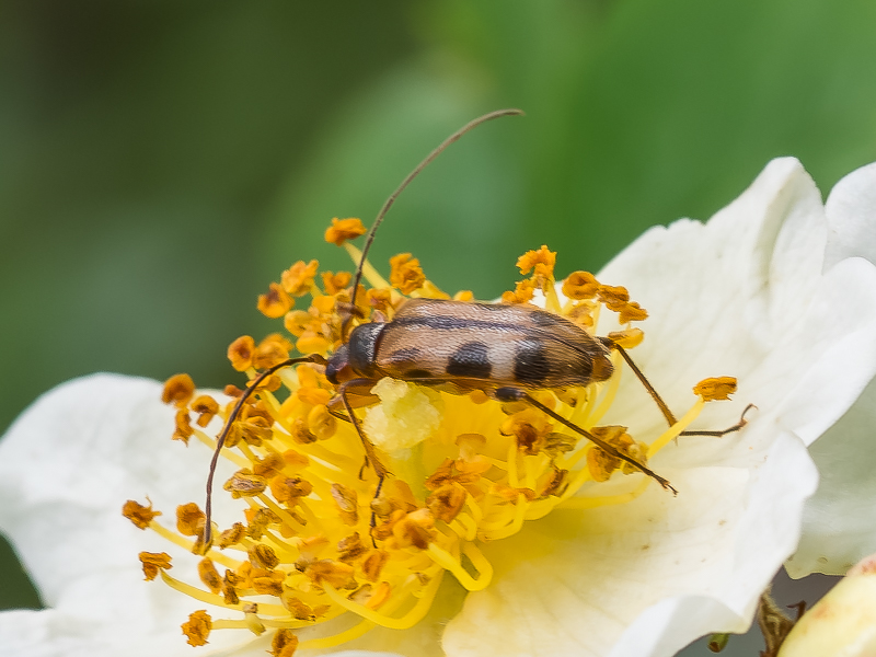 ニセヨコモンヒメハナカミキリ / Pidonia (Cryptopidonia)　simillima　Ohbayashi et Hayashi, 1960