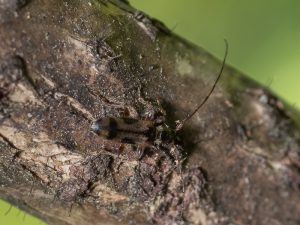 フタモンアラゲカミキリ / Rhopaloscelis maculatus Bates,1877