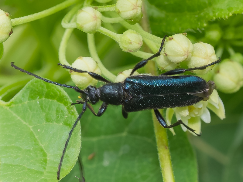 ルリハナカミキリ / Anoplodera (Anoploderomorpha) cyanea (Gebler, 1832)
