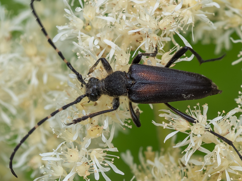 ブチヒゲハナカミキリ / Stictoleptura variicornis tsuyukii Fujita, subsp. nov