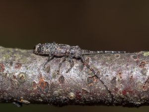 ハイイロツツクビカミキリ / Cylindilla grisescens Bates,1884