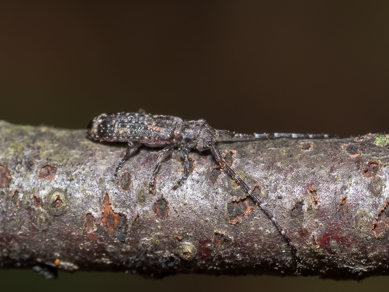 ハイイロツツクビカミキリ / Cylindilla grisescens Bates,1884