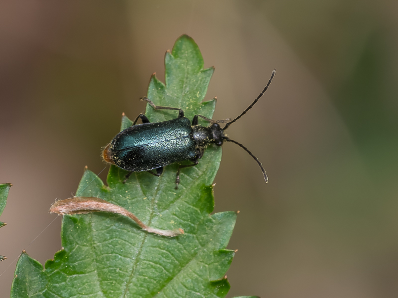 ヒナルリハナカミキリ / Dinoptera minuta (Gebler, 1832)