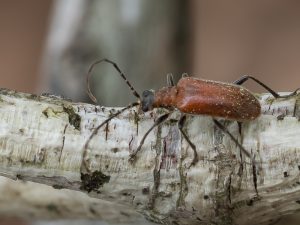 ピックニセハムシハナカミキリ / Lemula decipiens Bates,1884