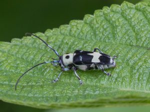 ラミーカミキリ / Paraglenea fortunei (Saunders,1853)