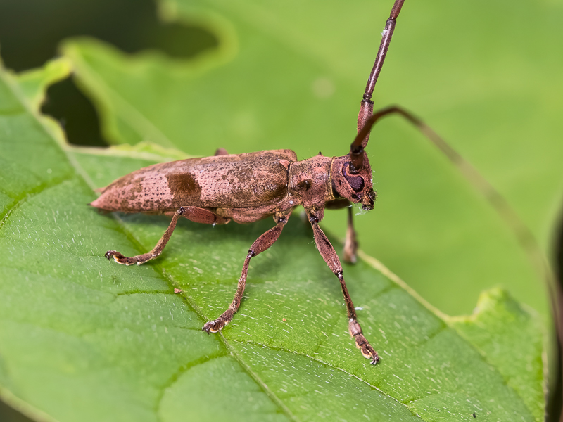 ヤハズカミキリ / Uraecha bimaculata bimaculata Thomson, 1864