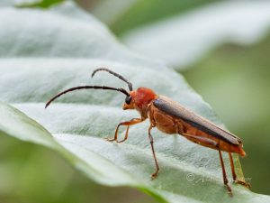 ムモンチャイロホソバネカミキリ　/　Thranius rufescens (Bates,1884)
