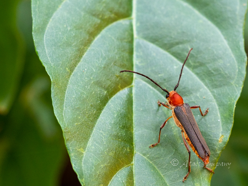 ムモンチャイロホソバネカミキリ – Longhorn Beetles in the Landscape