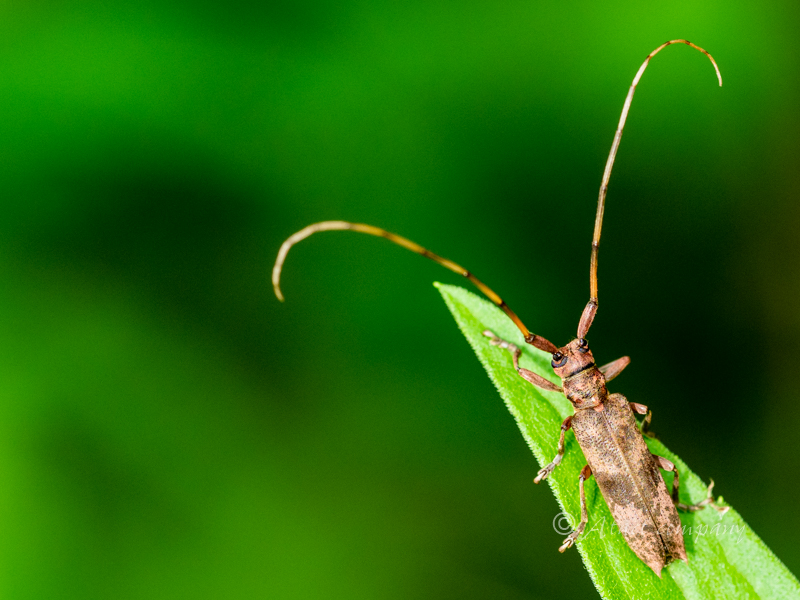 ヤハズカミキリ – Longhorn Beetles in the Landscape