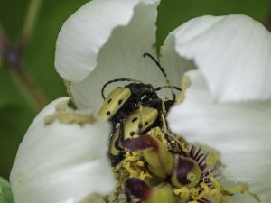 フタスジカタビロハナカミキリ　/　Brachyta bifasciata japonica (Matsushita,1933)