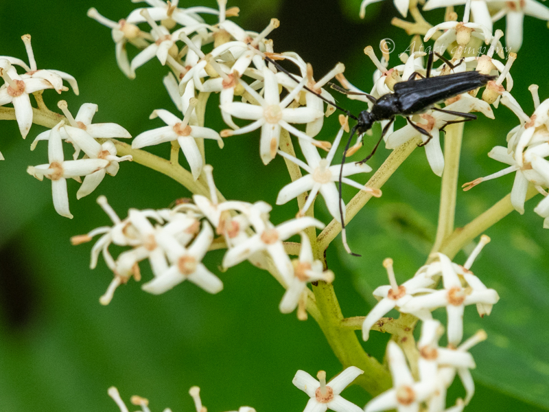 ヒゲジロハナカミキリ – Longhorn Beetles in the Landscape