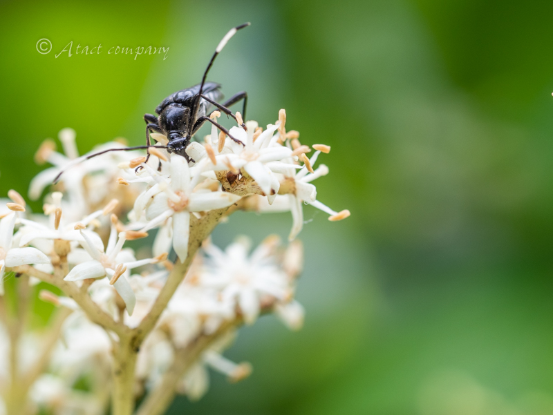 ヒゲジロハナカミキリ – Longhorn Beetles in the Landscape