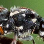 ムネマダラトラカミキリ /　Xylotrechus (Xylotrechus) grayii grayii (White, 1855)