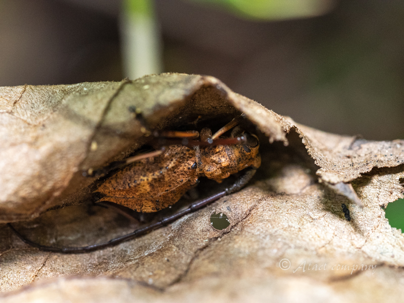 フジコブヤハズカミキリ – Longhorn Beetles in the Landscape