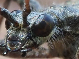 ホンドニセハイイロハナカミキリ / Rhagium （Rhagium）femorale N