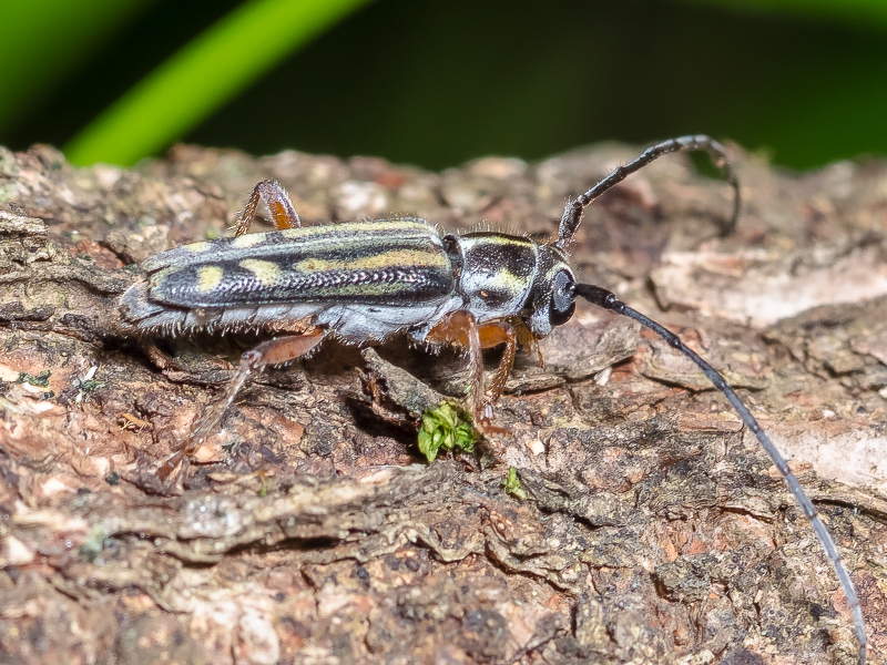 ヨツキボシカミキリ / Epiglenea comes comes Bates,1884