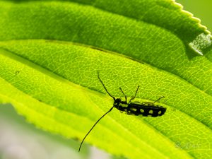 キモンカミキリ / Menesia sulphurata (Gebler, 1825)