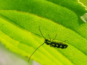 キモンカミキリ / Menesia sulphurata (Gebler, 1825)