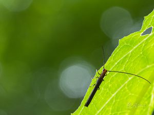 ホソツツリンゴカミキリ / Oberea nigriventris Bates, 1873