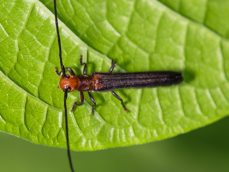 ホソツツリンゴカミキリ / Oberea nigriventris Bates, 1873