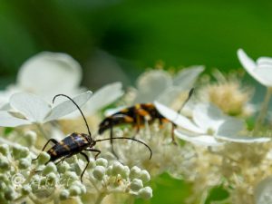 オオヨツスジハナカミキリ / Macroleptura regalis (Bates, 1884)