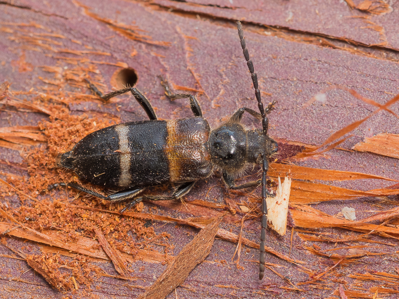 ビャクシンカミキリ / Semanotus bifasciatus (Motschulsky, 1857)