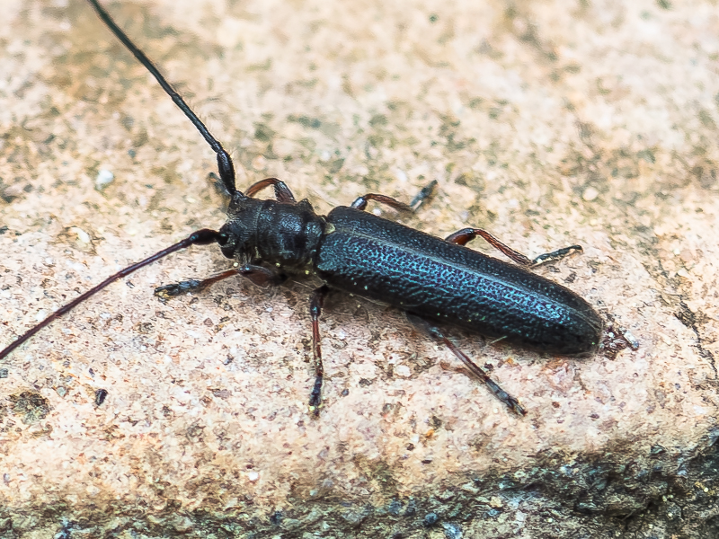 キクスイモドキカミキリ / Asaperda rufipes Bates, 1873