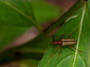 アサマヒメハナカミキリ / Pidonia (Pidonia) takechii Kuboki,1986