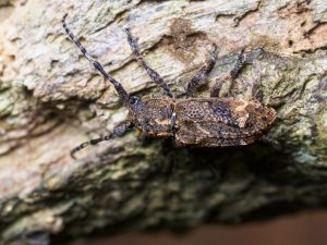 アトモンサビカミキリ / Pterolophia (Pterolophia) granulata (Motschulsky, 1866)