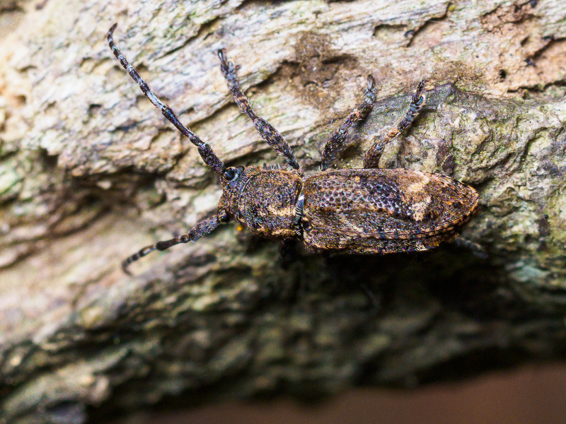 アトモンサビカミキリ / Pterolophia (Pterolophia) granulata (Motschulsky, 1866)