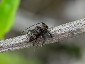 ヒメナガサビカミキリ / Pterolophia (Pterolophia) leiopodina (Bates, 1873)