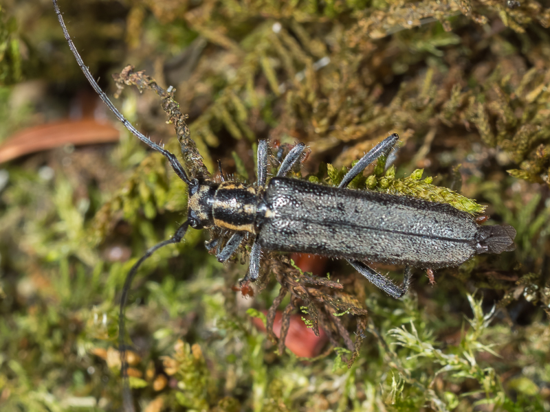 ブロイニングカミキリ / Saperda (Saperda) ohbayashii Podaný, 1963