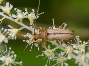チャイロヒメハナカミキリ / Pidonia (Mumon) aegrota aegrota (Bates, 1884)