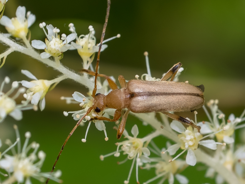チャイロヒメハナカミキリ / Pidonia (Mumon) aegrota aegrota (Bates, 1884)
