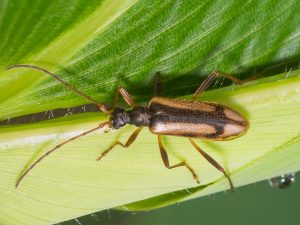 フイリヒメハナカミキリ / Pidonia (Pidonia) signata Matsushita,1933　