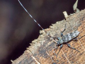 ヒゲナガモモブトカミキリ / Acanthocinus orientalis Ohbayashi, 1939